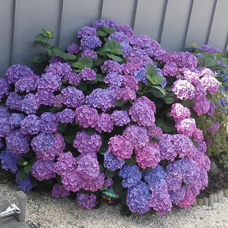 Panzió La Musardise